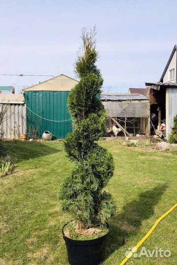 Туя смарагд фигурная стрижка