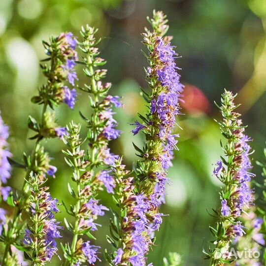 Многолетники для сада