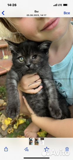 Черный котенок мальчик