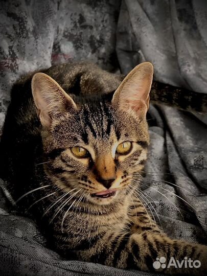 Бенгальская кошка