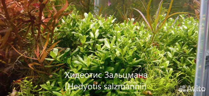 Аквариумные растения