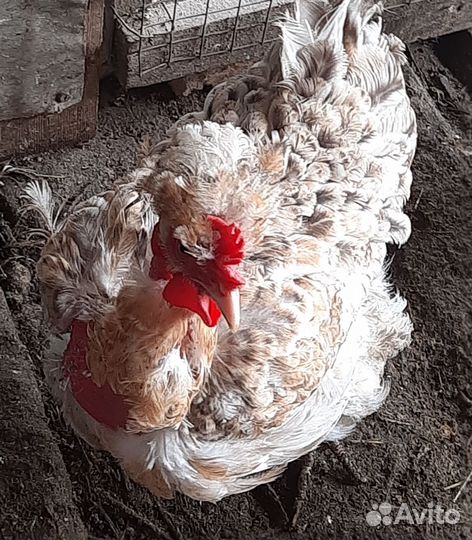 Домашние куриные яйца