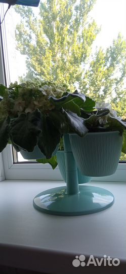 Продаю фиалки