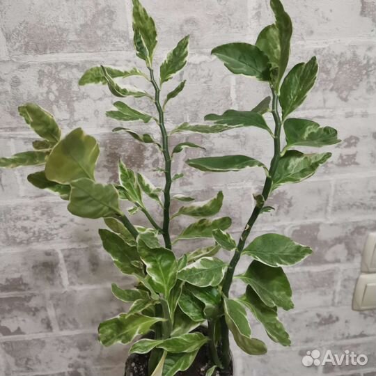 Педилантус