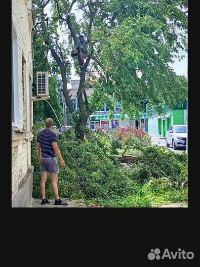 Спил деревьев