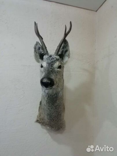 Таксидермия изготовление чучел