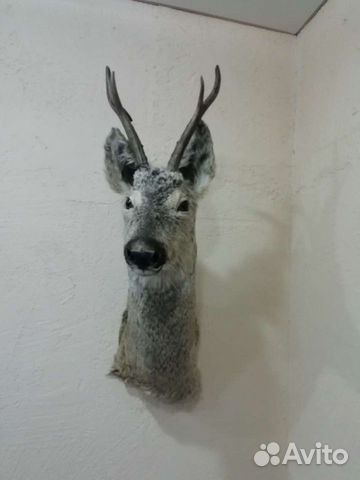 Таксидермия изготовление чучел