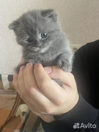Шотландские котята