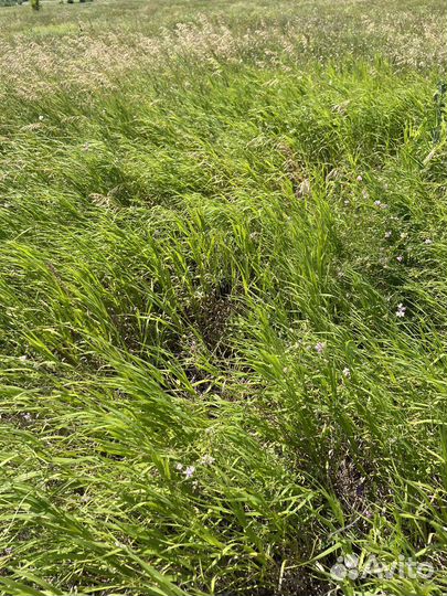 Луговое сено 2023