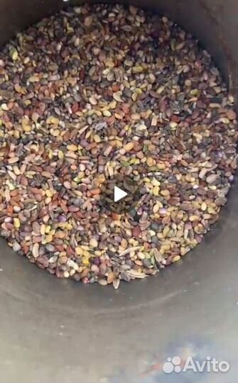 Продам семена люцерны сорта Сорга