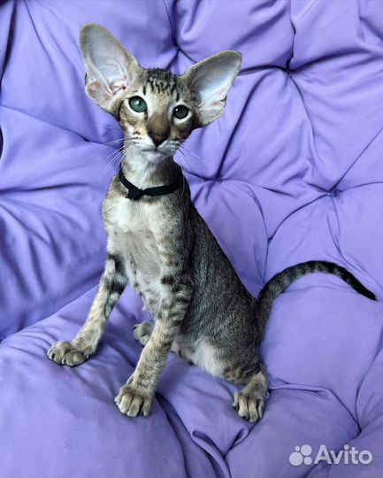 Ориентальные котята