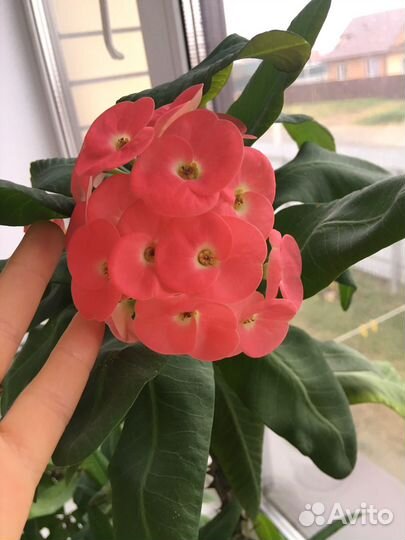 Молочай миля