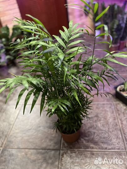 Хамедорея элеганс