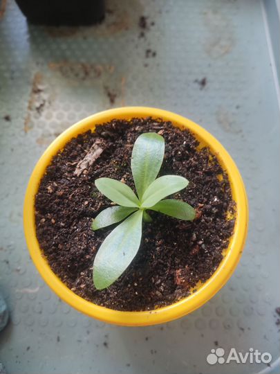 Эустома рассада разные сорта