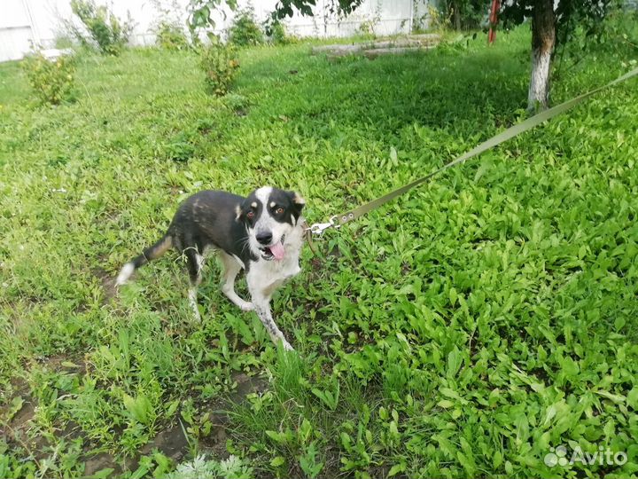 Дана ищет дом