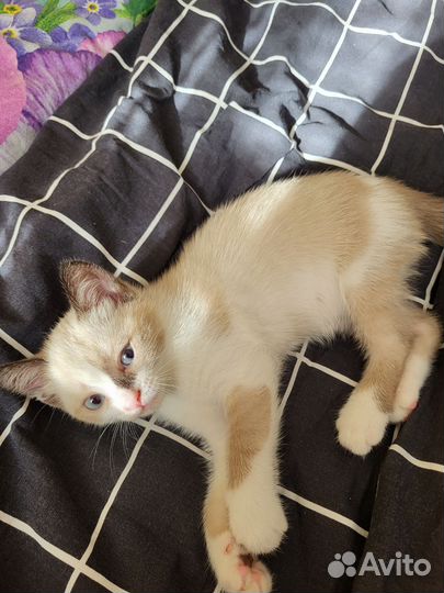 Котенок в добрые руки