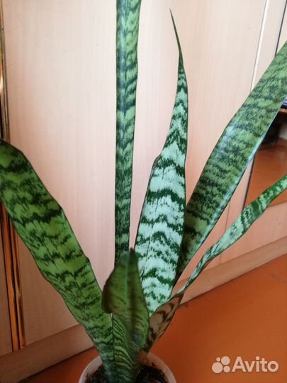 Сансевиерия