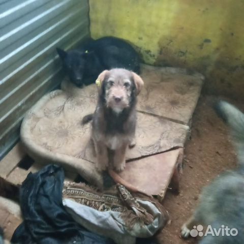 Маленький терьерчик