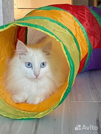 Домик-тоннель для кошек