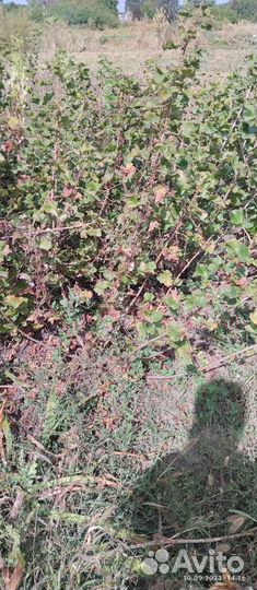 Смородина(гибрид), двухлетка