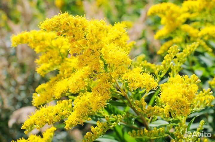 Золотарник гигантский (солидаго)