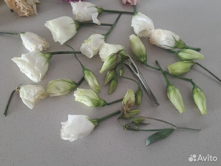 Сухоцветы для творчества