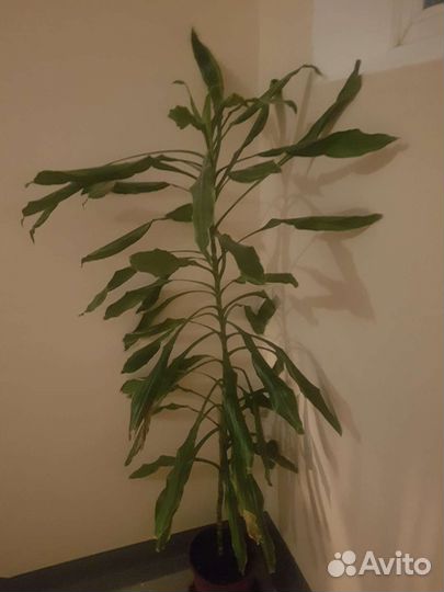 Драцена душистая большая от 1,6 м