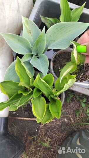 Хоста, многолетники