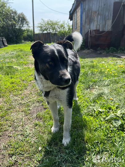 Пёс ищет новых хозяев