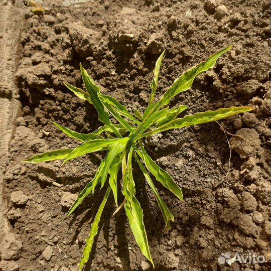 Хоста растение