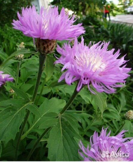 Многолетние цветы для сибири