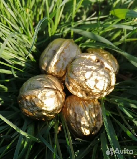 Золотой орешек