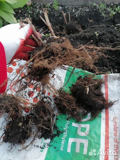 Малина ремонтантная (три сорта)