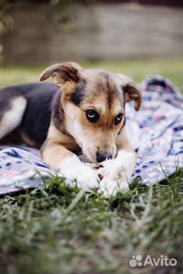 Щенок в добрые руки