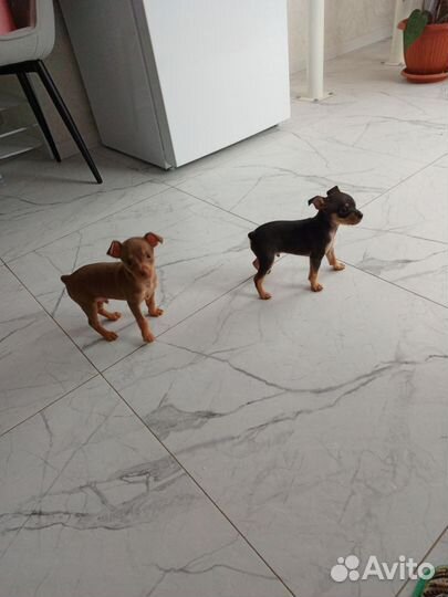 Той терьер (стандарт)