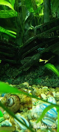 Сомики анциструсы