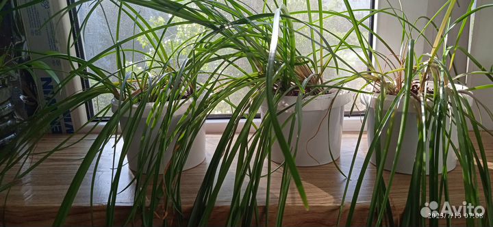 Зефирантес розовый в ёмкости