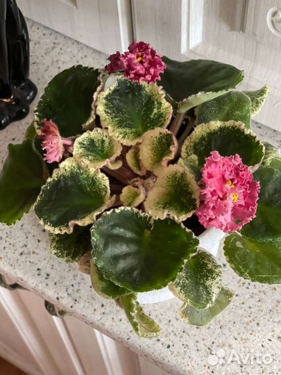 Фиалка в горшках многолетняя сортовая