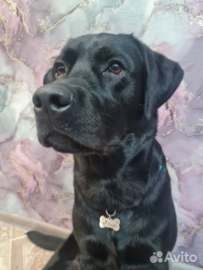 Вязка лабрадор ретривер