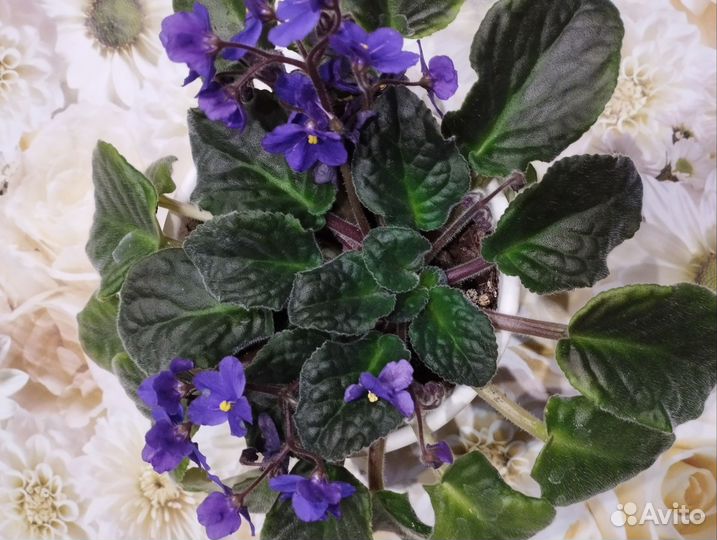 Фиалка в горшках