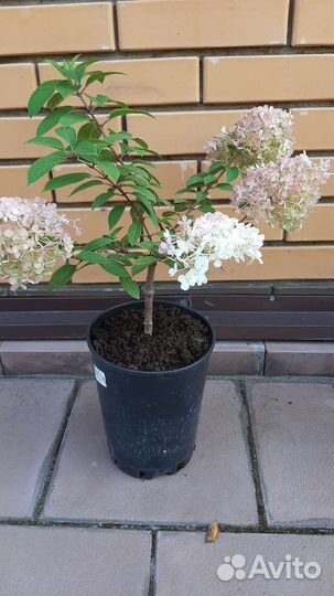 Бобо на штамбе- (Гортензия)