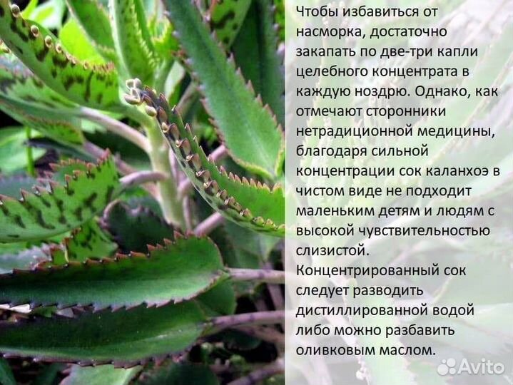 Каланхоэ лечебное растение (не цветет)