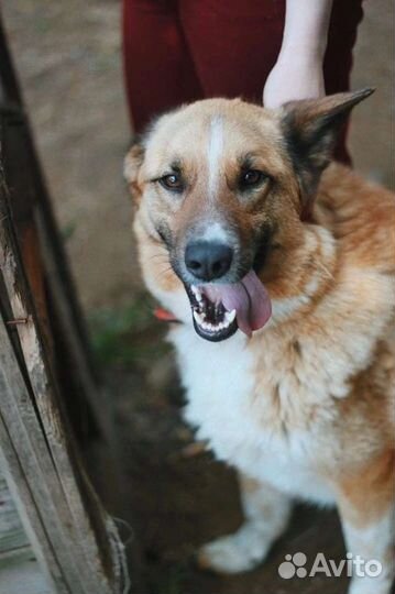 Собака Лесси