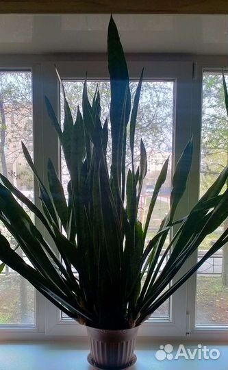 Сансевиерия