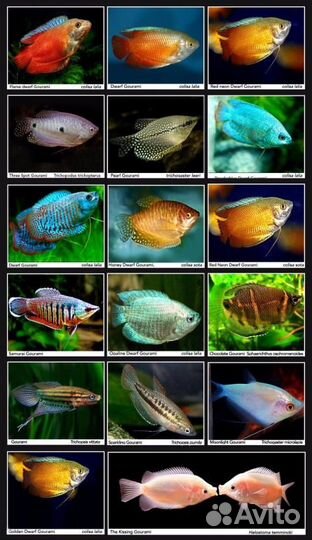 Гурами, лялиусы, макроподы и другие лабиринтовые