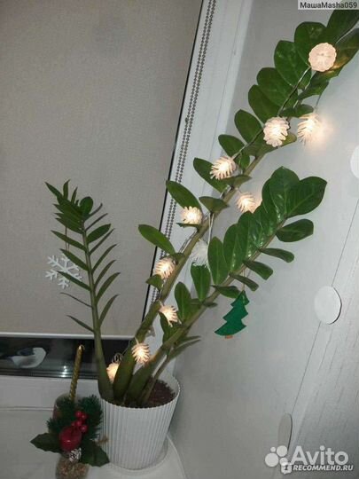 Замиокулькас(долларовое дерево)