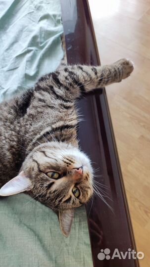 Отдаем кошку в добрые руки