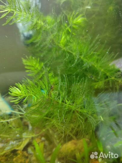 Аквариумные креветки