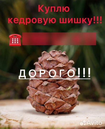 Приму кедровую шишку