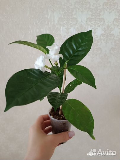 Табернемонтана